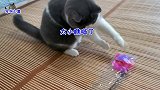 看见新玩具，两只胖猫开心玩起来，关禁闭的猫爸让主人心疼又无奈