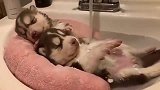 刚出生1个月的哈士奇小奶狗躺洗手缸里洗澡，这小模样也太萌了吧