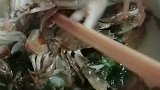 螃蟹太鲜了
