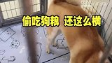 猫狗共处一室整个场面有些失控！