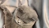 咬人的猫咪看到主人拿出菜刀，猫咪就低头装死，太真实了