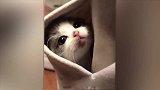 猫咪，你这是怎么了怎么看见人就缩进去了！