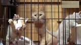 出走小能手,在母猫眼皮子底下逃跑,让猫妈妈防不胜防!