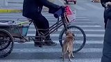 天津街头绿灯通行时,狗狗倒退全力帮老人拉车