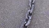 谁家还没有头小牛