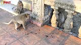 几只母猴造反袭击猴王，母猴不敌被猴王咬得血流不止，心疼母猴