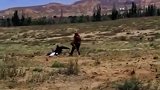 金雕是空中猛禽，有时候连人都敢抓