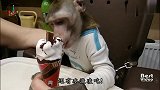 网友把猴子当孩子养！这待遇真是没谁了