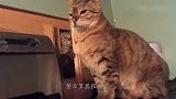 橘猫只不过睡了一觉，醒来就发现主人抱着别的猫：给本喵下来！