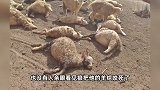 “被咬死的羊不让卖”,村民称2只狼咬死羊圈30只羊,官方回应