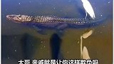 无鳄不坐，鳄贯满盈，你还知道哪些鳄鱼的成语