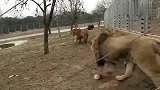 动物园，壮年东北虎被狮子打怕了，见到狮子立马就趴下求饶！