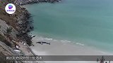 鲸鱼一心求死，最终搁浅海滩死亡，专家剖开肚子后吓到了