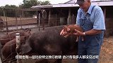 大肥猪失踪一月才回家，带了一肚子娃，产下的猪仔把主人吓坏了
