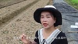 黄瓜苗分苗要注意哪些，才能让它长得快，产量高呢？