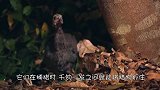 被毒蛇咬一口会怎么样？老外亲身试验，血液一秒变“毛血旺”！