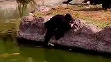 猩猩救起落水小动物，本以为会放生，结果令人大跌眼镜！