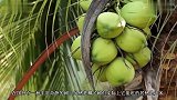世界上最奇葩的树，明明是椰子树却产大米，据说很好吃