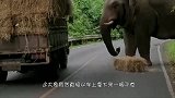 一群野猪封锁了马路，不料一辆汽车突然驶来，忍住千万别笑