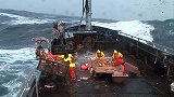 每年的十月份，船长们都会冒险前往白令海捕捞昂贵的阿拉斯加帝王蟹
