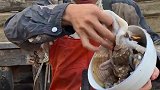 船长简便快捷炒海鲜