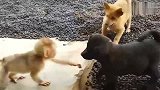 美国猴子和小奶狗，真是在越线的边缘疯狂的试探