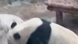 熊猫靠近玻璃游客兴奋，下一秒画面太震撼了