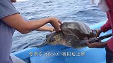 海豹在礁石上哀嚎，靠近一看，眼前一幕让人心酸！