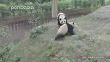 熊猫：妈，有本事你今天就打我！