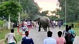 印度：村庄一头大象冲进人群，一名男孩不幸被踩死