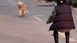 当和狗子分别太久后重逢，竟然跑偏了