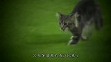 小猫误入赛场，嗨翻了全场，解说员直接不讲球赛，全程跟进小猫