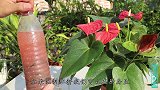 养花想要发酵“有机”肥料，加点增香剂，异味通通清除掉