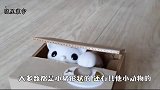 猫咪居然会存钱，看猫咪一脸认真数钱的样子，看一次笑一次