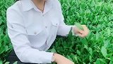 茶山菇凉回山里采茶