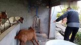 一头羊，半边猪，老三今年过肥年