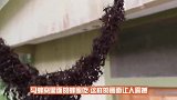 汽车长时间搁置，被胡蜂入侵，整辆车宛如一个巨大的蜂巢