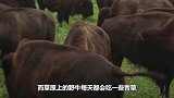 这件事发生的几率，只有“亿万分之一”，野牛完美诠释啥叫命大！
