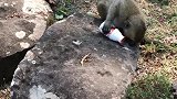 聪明的小猴子，在喝着牛奶！