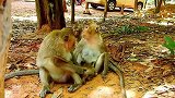 猴妈知道母猴塔拉是只残忍的猴子，试图保护小萝拉远离塔拉
