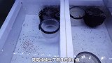 大错特错的凤尾鱼繁殖饲养方法，想让成活率高达95%，要这样做