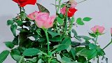 窗外雪花飘飘，室内春意盎然