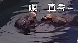 海獭为了吃鲍鱼船都快敲穿了