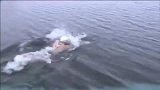 水上项目-15年-真人版北极熊！英男子南极游泳破记录-新闻