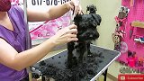 小狗的粉色项圈真好看，就是脖子太长了，可别带着不舒服啊