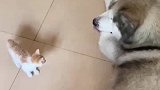 小猫咪遇见大狗，从宝宝的眼神里看到了母爱