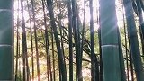你从柔和明媚的艳阳里走来，身上散发着乐观阳光的气息