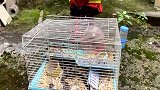 湖南长沙：毒蛇爬进宠物笼 “荷兰猪”疑似被吃掉