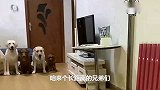 小泰迪总不守规矩，狗狗赛文上去给他一顿揍，太逗了