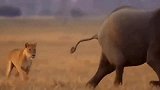 被狮子伏击-大象决心使用武力，疯狂攻击群狮